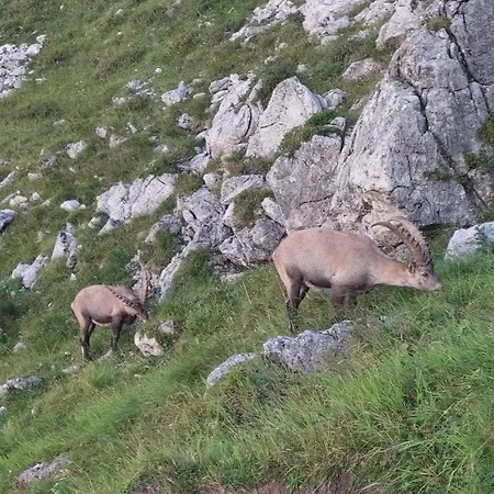 Appartement Haus Stroehle *